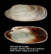 Petricola denticulata